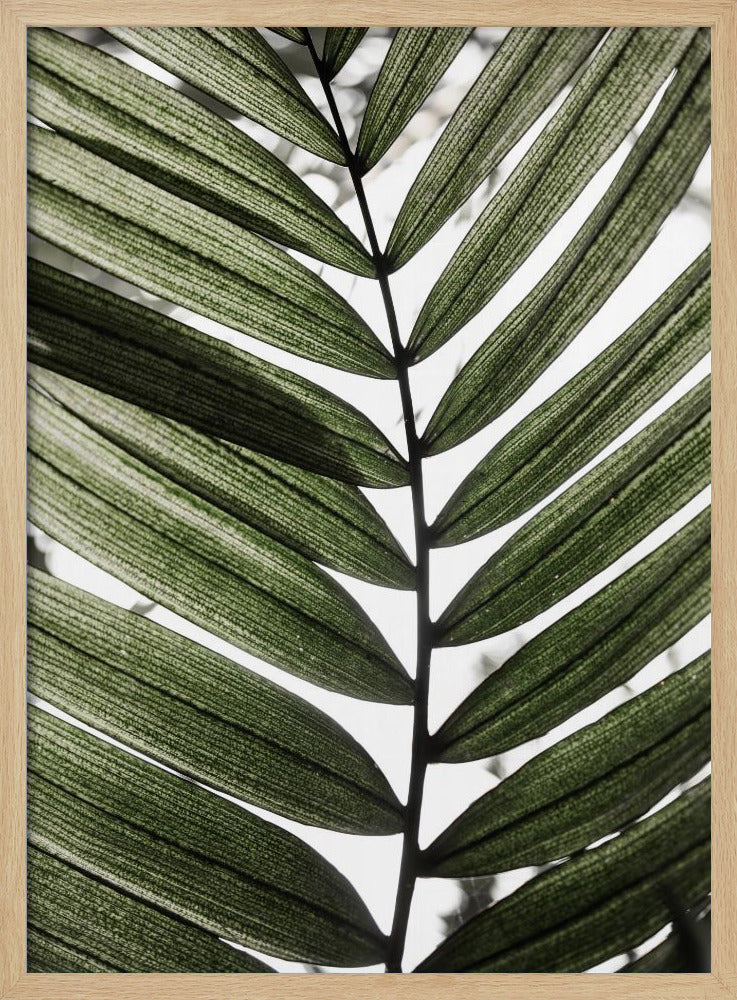 Palmblätter 24 | Poster