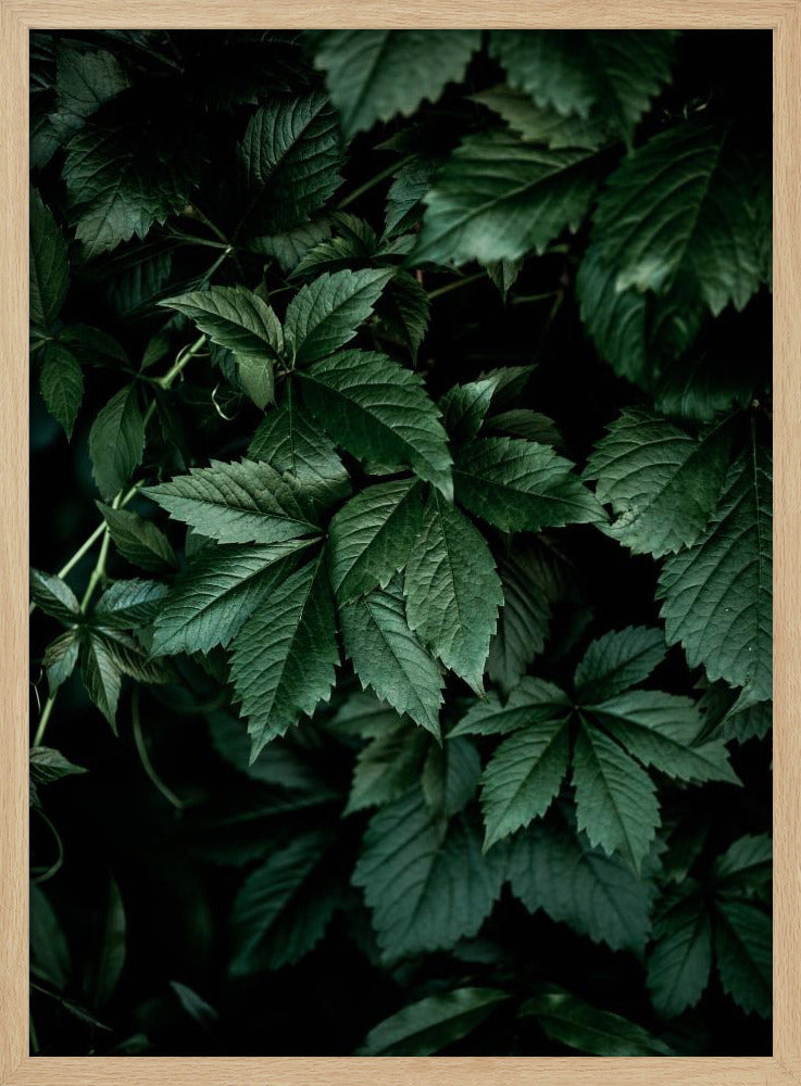 Dunkle Blätter 13 | Poster