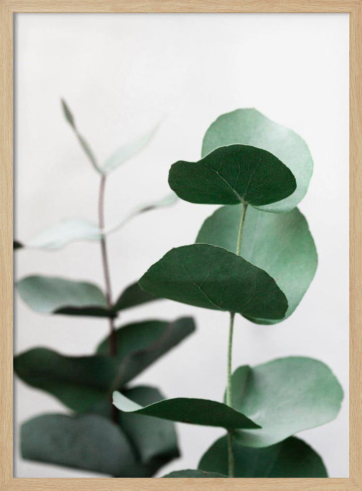 Eukalyptus 5 A1 | Poster