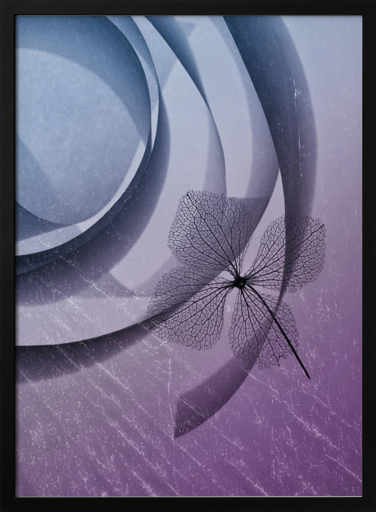 Hortensie | Poster