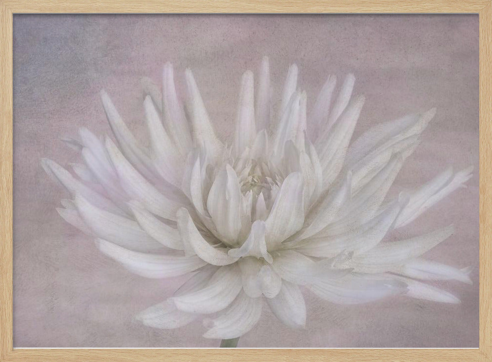 White | Poster
