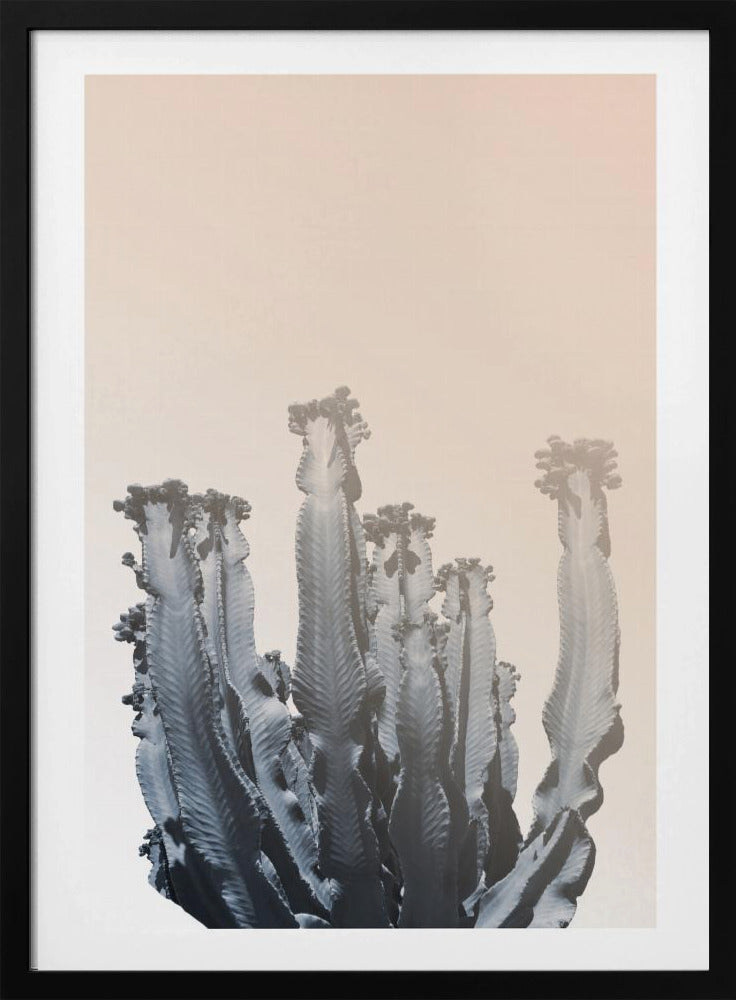 Kaktus-Silhouetten | Poster