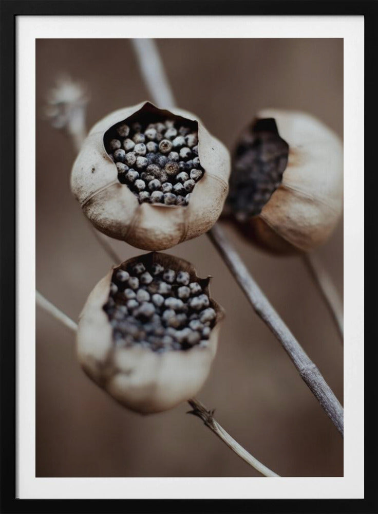 Kapseln der Natur | Poster