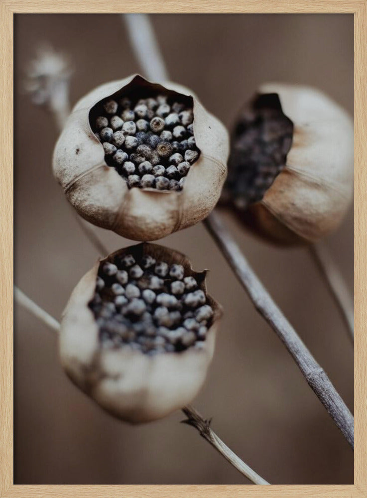 Kapseln der Natur | Poster
