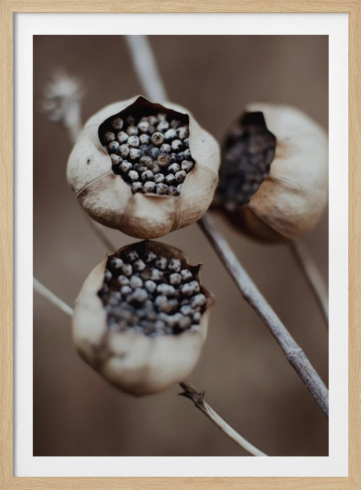 Kapseln der Natur | Poster