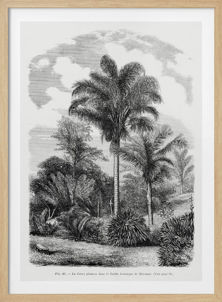 Vintage Palm Tree Drawing Vi | Poster