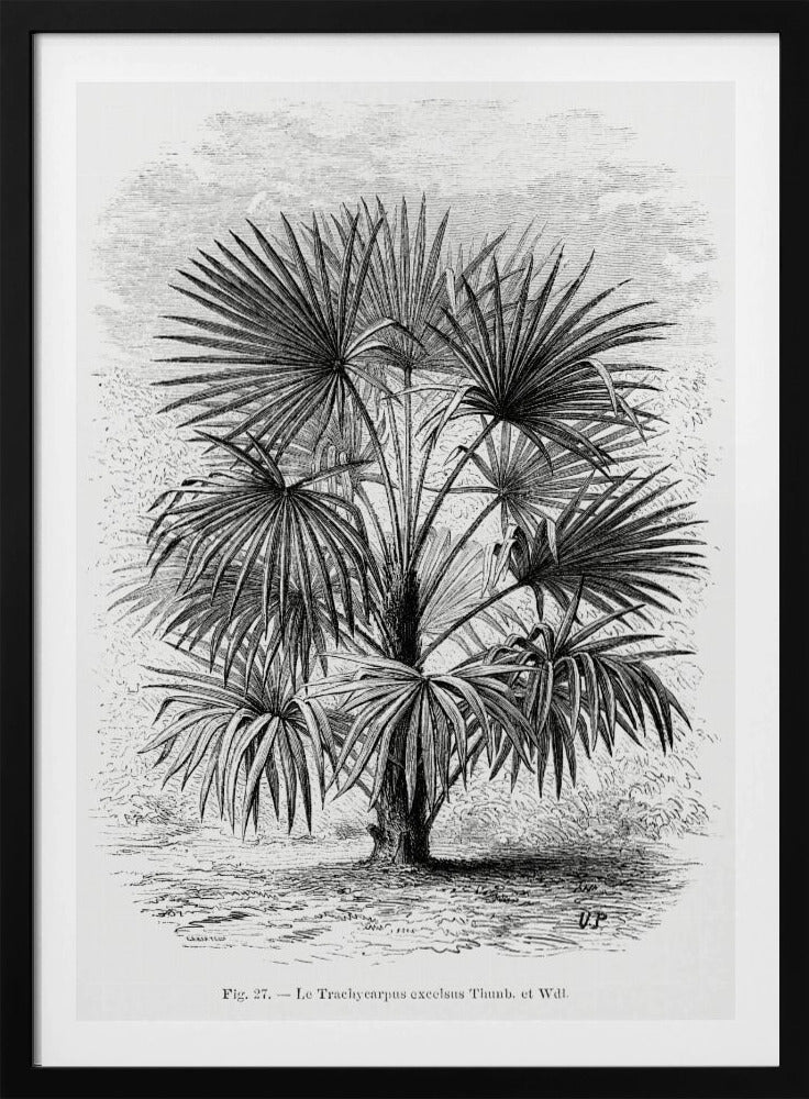 Vintage Palm Tree Drawing Xi | Poster