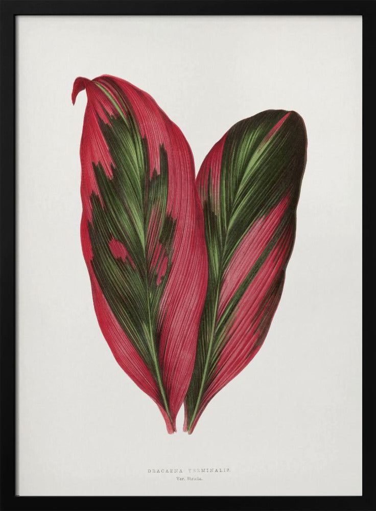 Pink Dracaena Terminalis Leaf Illustration | Poster