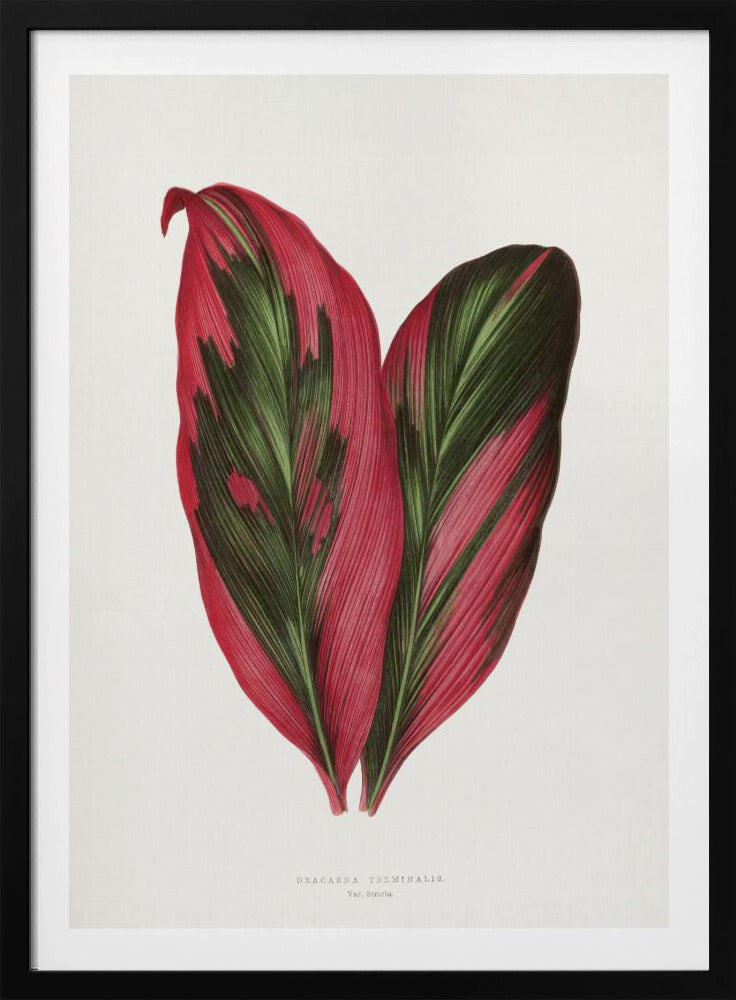 Pink Dracaena Terminalis Leaf Illustration | Poster
