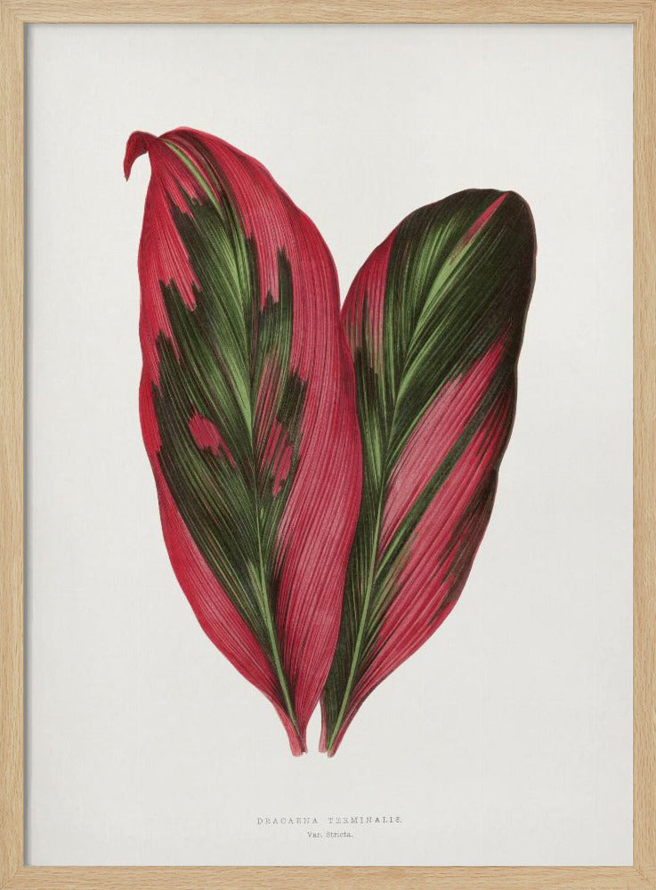 Pink Dracaena Terminalis Leaf Illustration | Poster