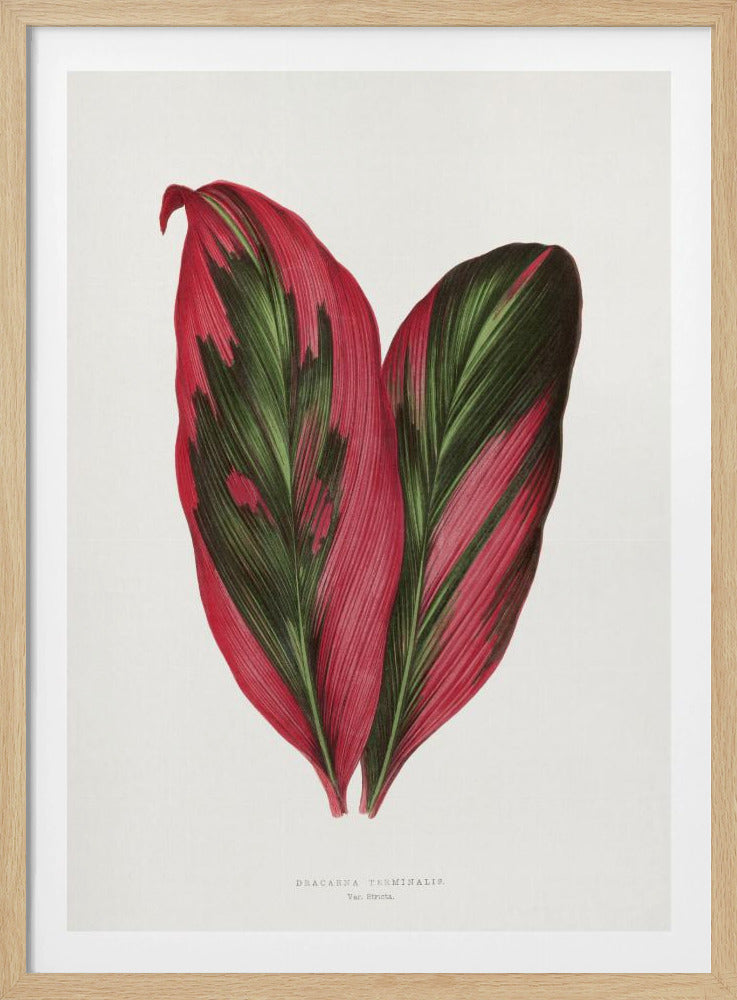 Pink Dracaena Terminalis Leaf Illustration | Poster
