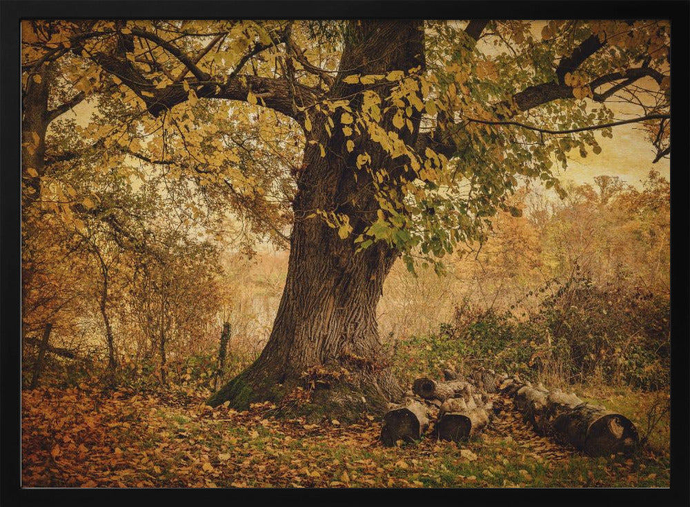 Alter Baum | Poster