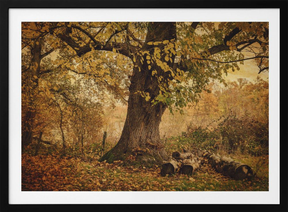 Alter Baum | Poster