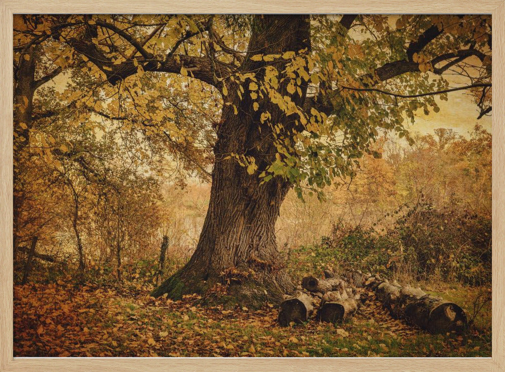 Alter Baum | Poster