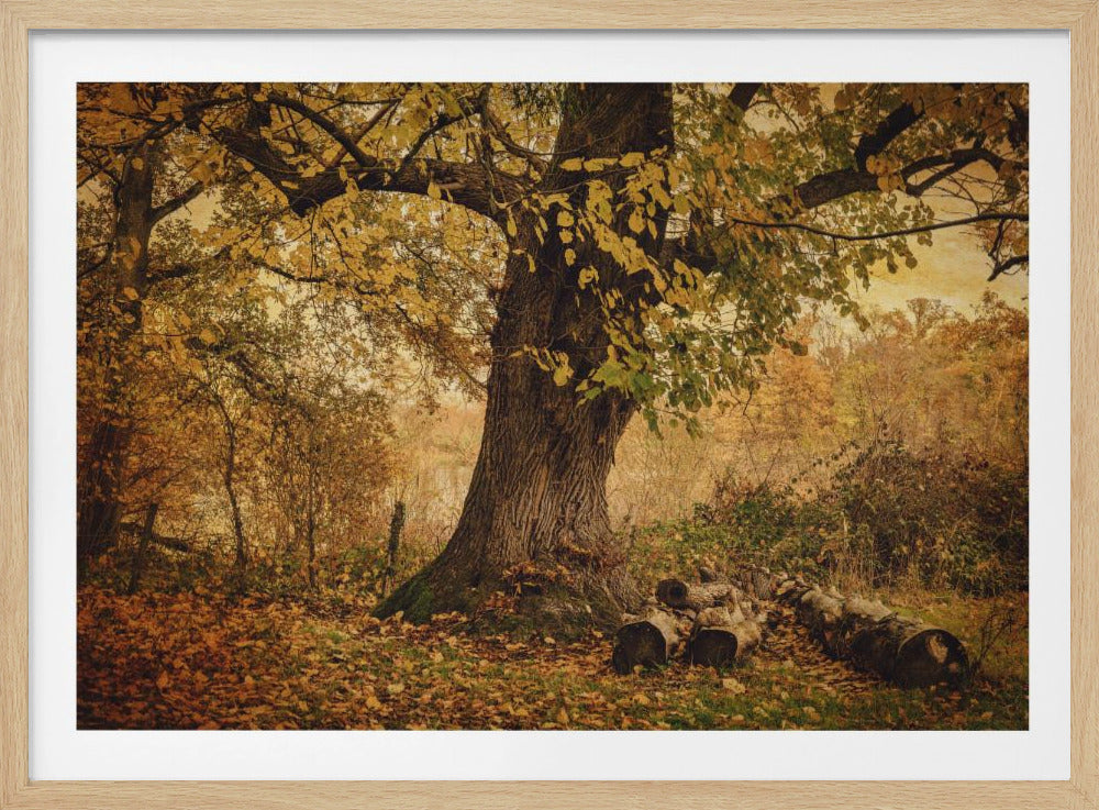 Alter Baum | Poster