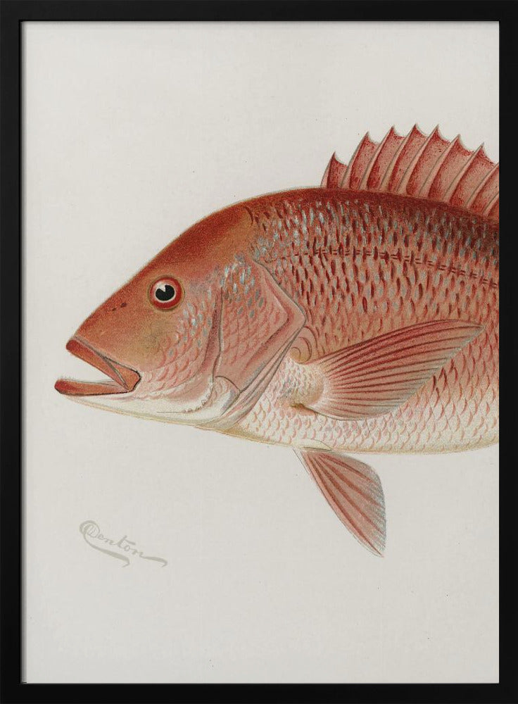 Roter Schnapper | Poster