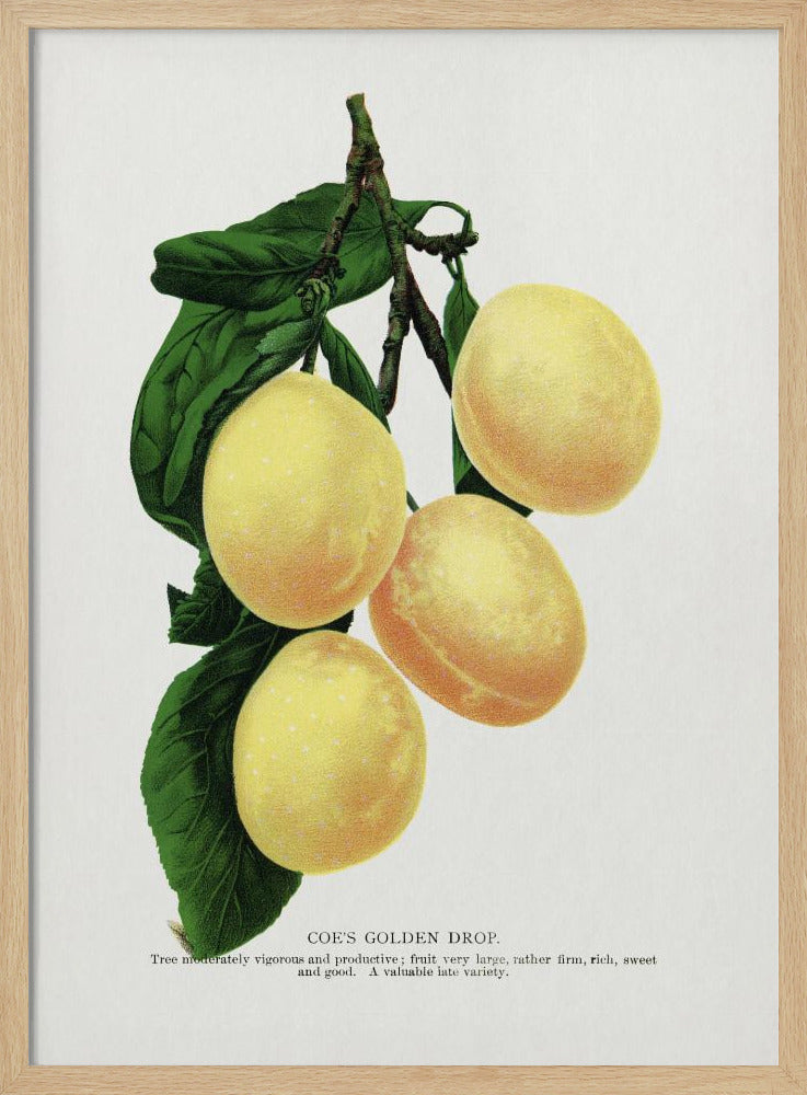 Coes Golden Drop Plum Lithographie | Poster