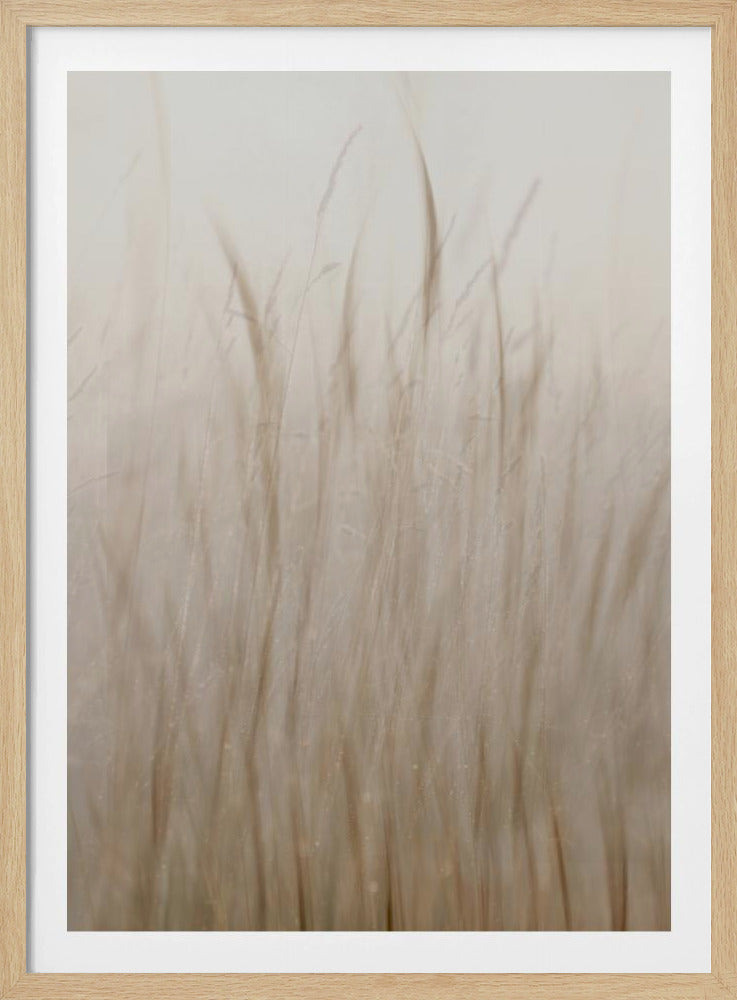 Wiesengras | Poster
