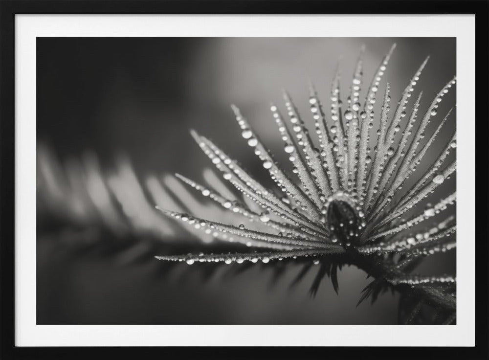 Taufrische Eleganz | Poster
