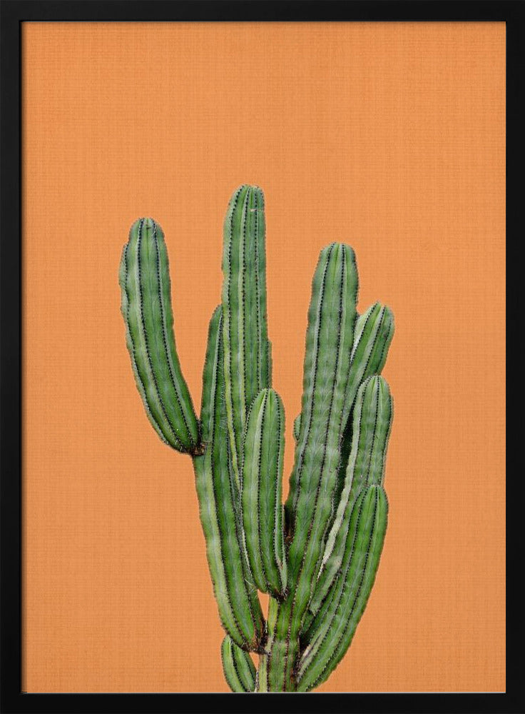 Oranger Kaktus | Poster