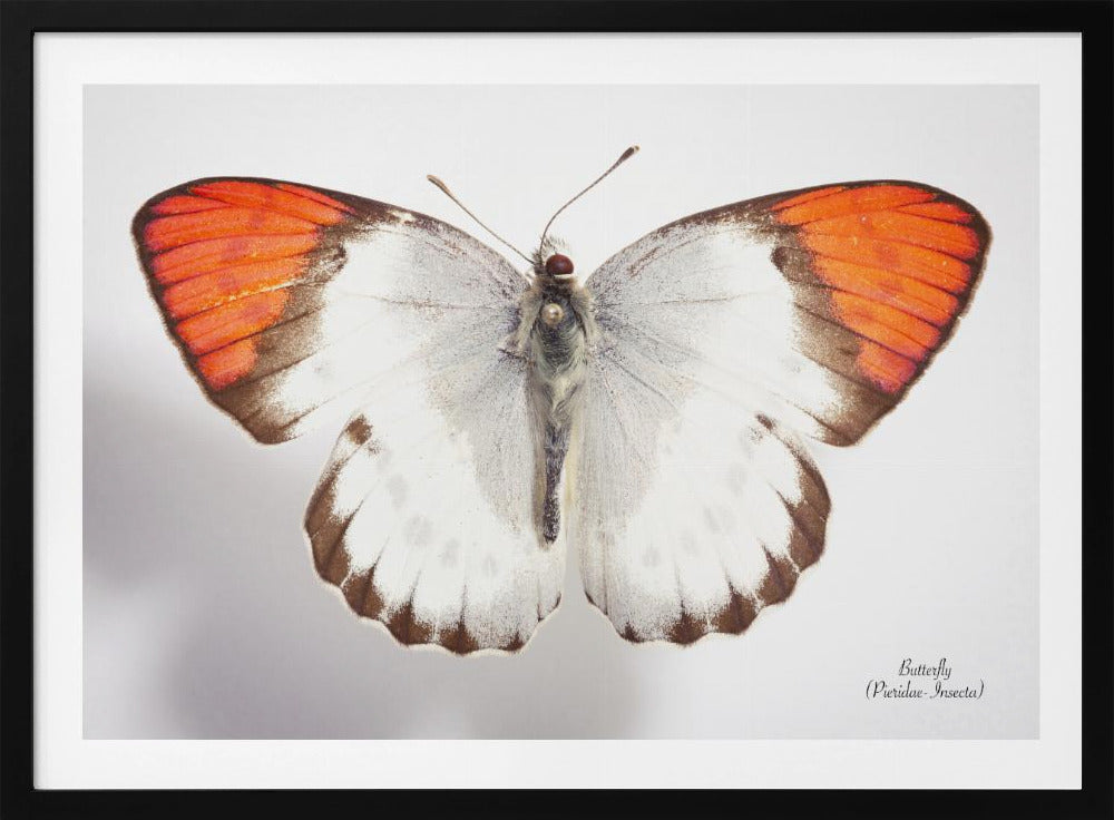 Schmetterling - 3 | Poster