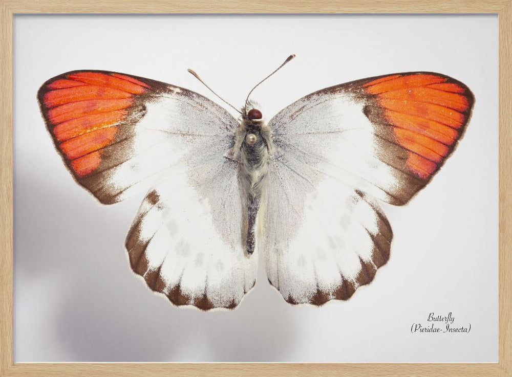 Schmetterling - 3 | Poster