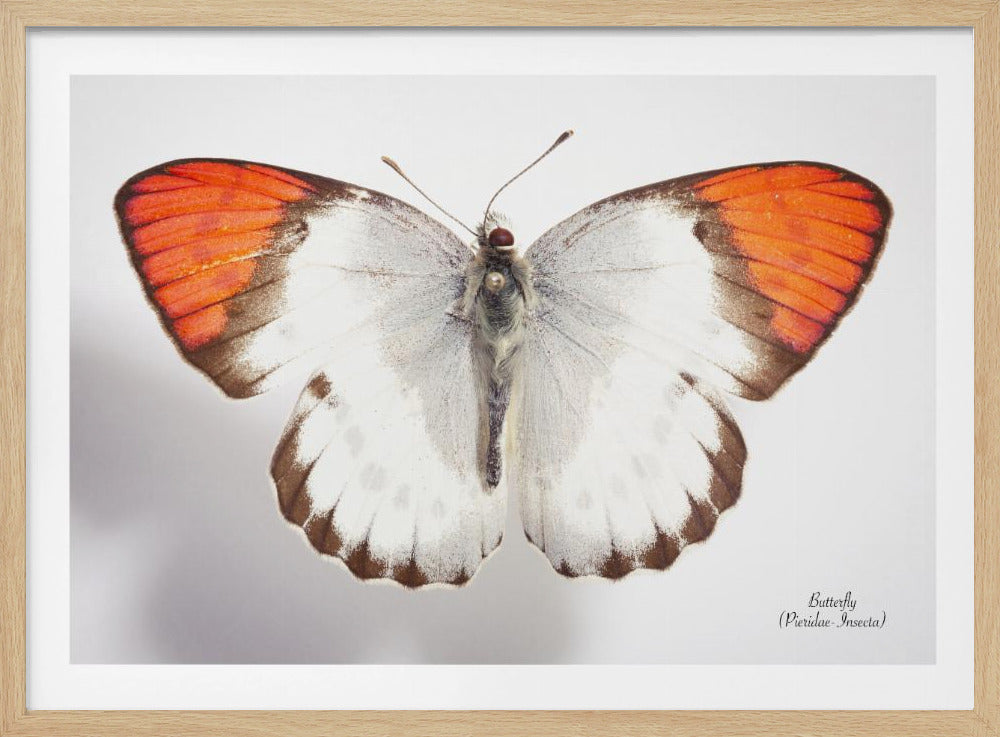 Schmetterling - 3 | Poster