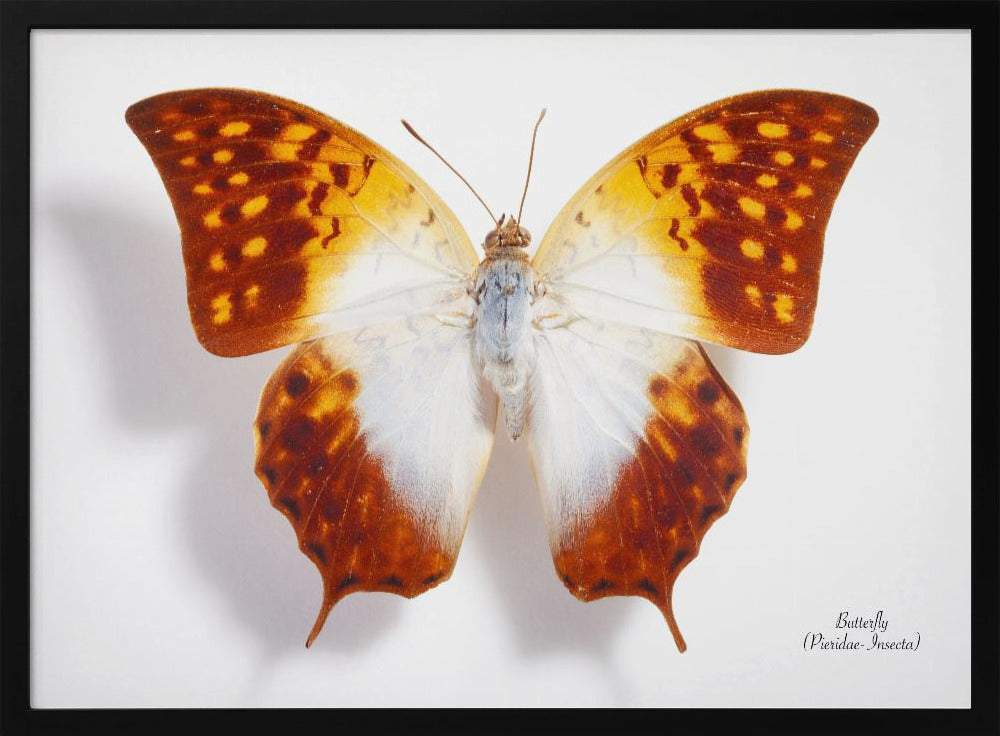 Schmetterling - 4 | Poster