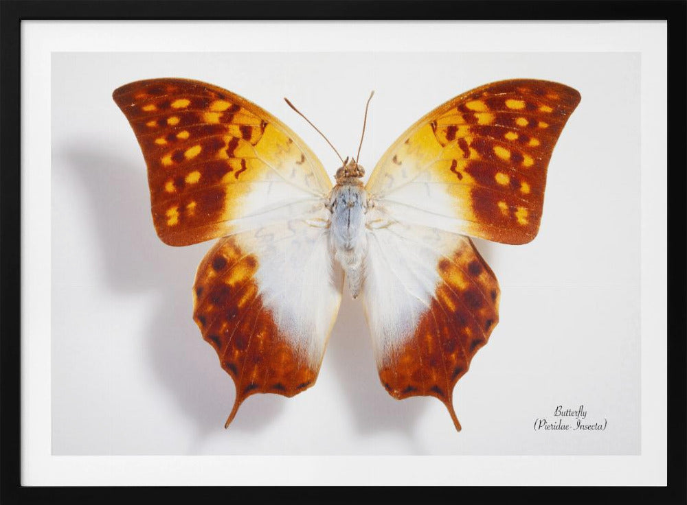 Schmetterling - 4 | Poster
