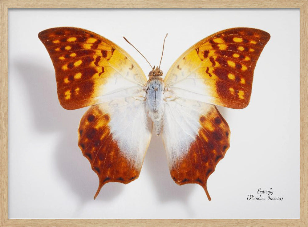Schmetterling - 4 | Poster