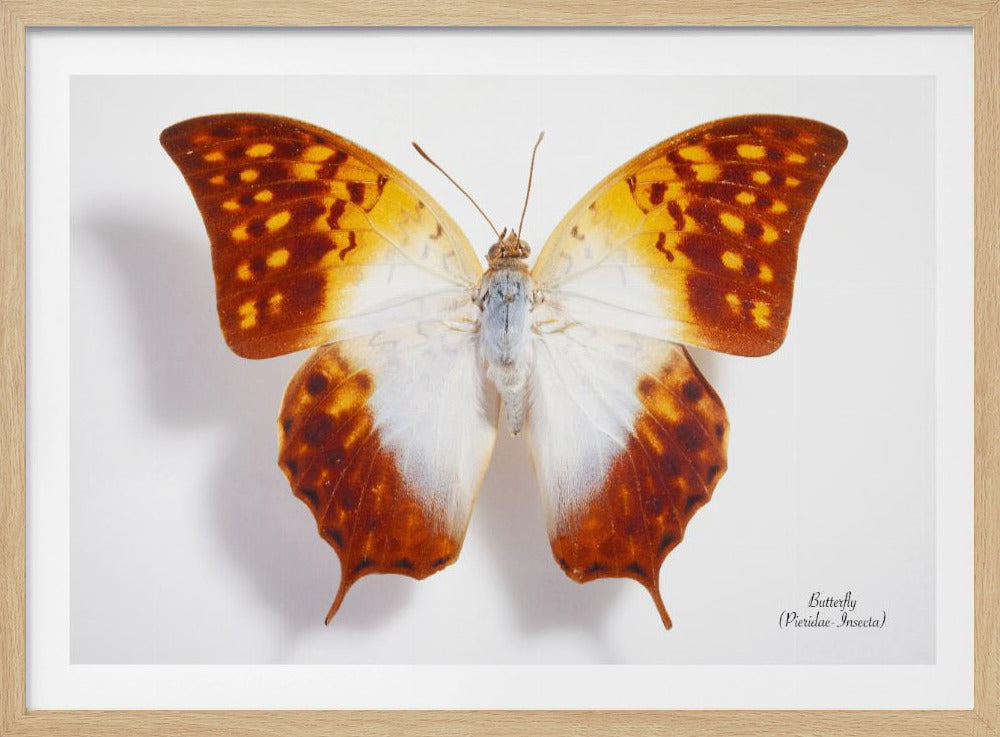 Schmetterling - 4 | Poster