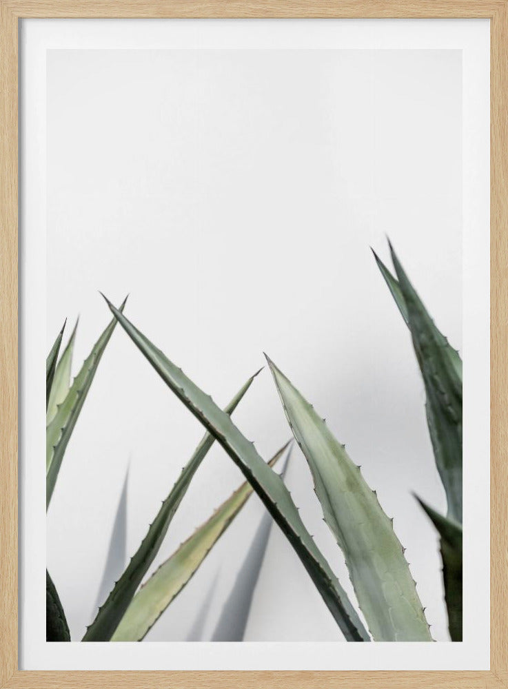 Cactus 7 | Poster