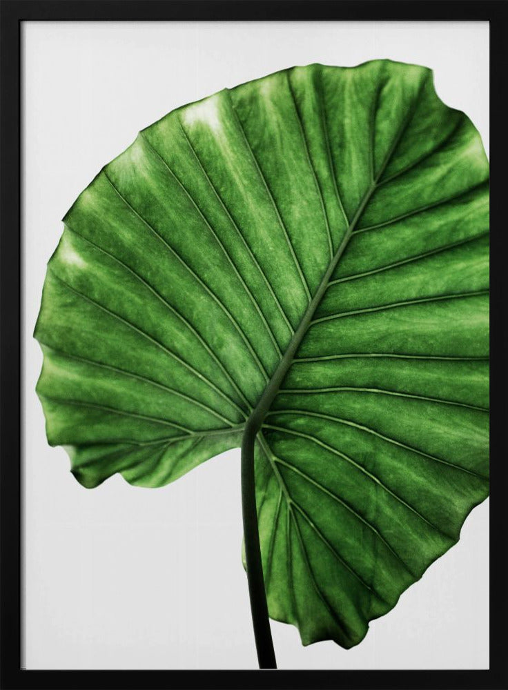 Leaves 11 | Poster