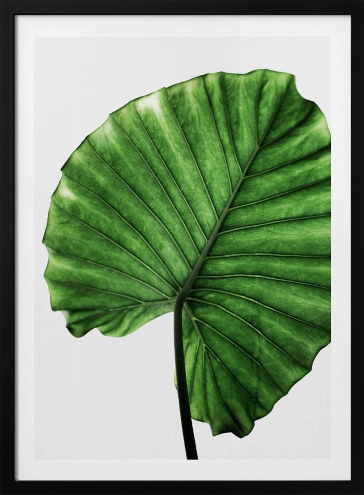 Leaves 11 | Poster