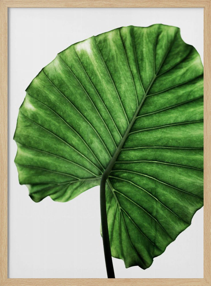 Leaves 11 | Poster