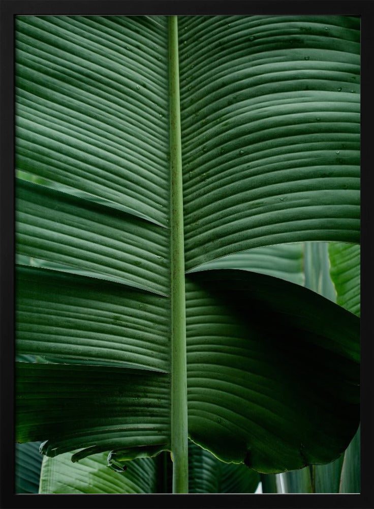 Leaves 15 | Poster