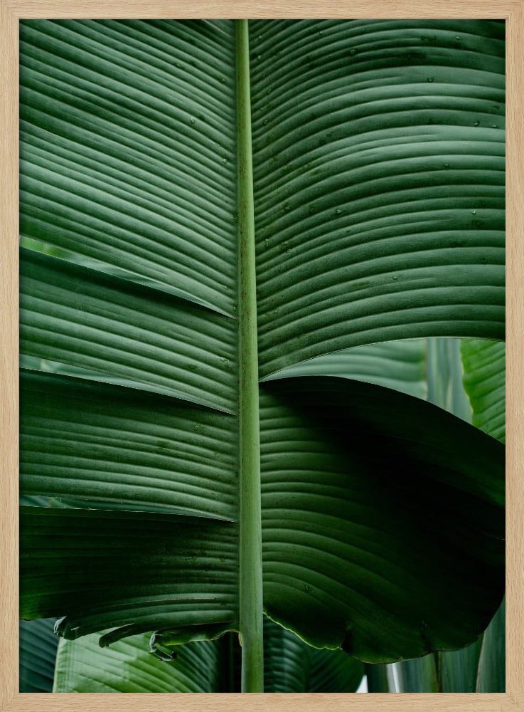 Leaves 15 | Poster