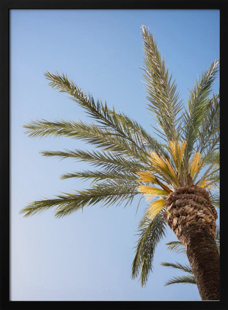 Vejer de La Frontera Palme | Poster