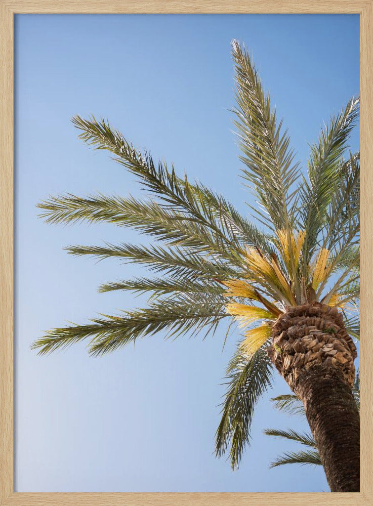 Vejer de La Frontera Palme | Poster