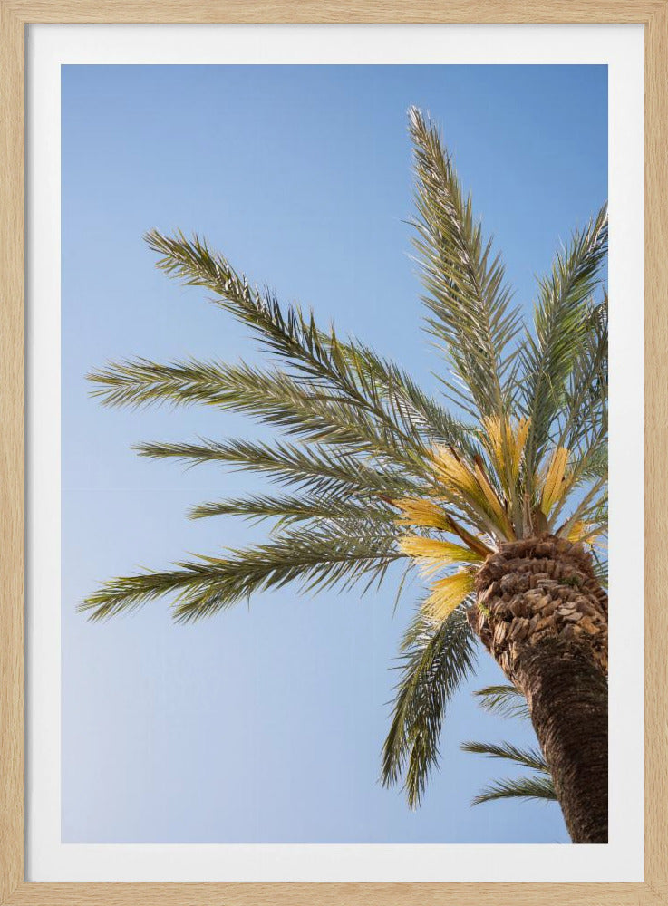 Vejer de La Frontera Palme | Poster