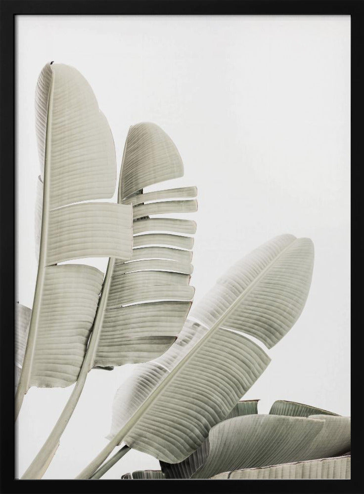 Bananenblatt 2 | Poster