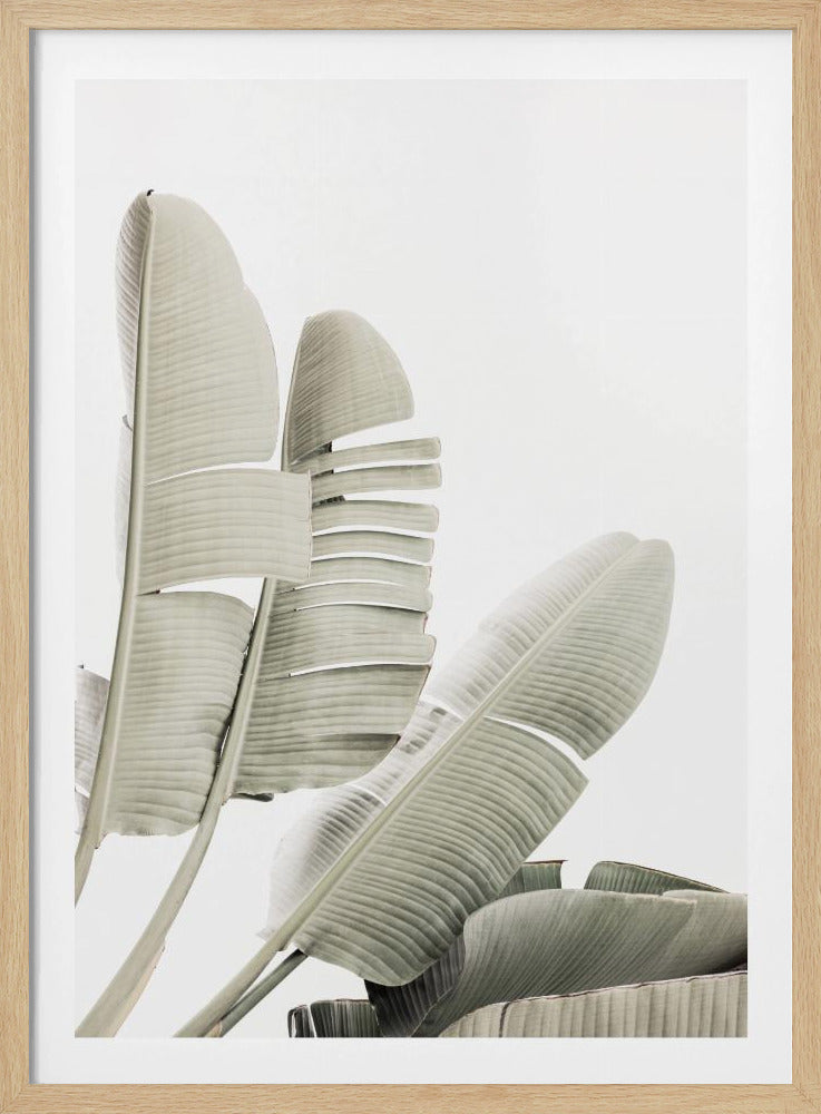 Bananenblatt 2 | Poster