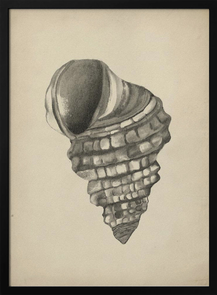 Seashells | Poster