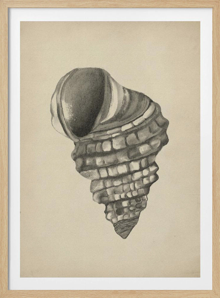 Seashells | Poster