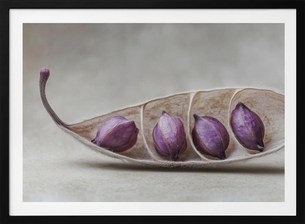 Lila Pod Harmonie | Poster