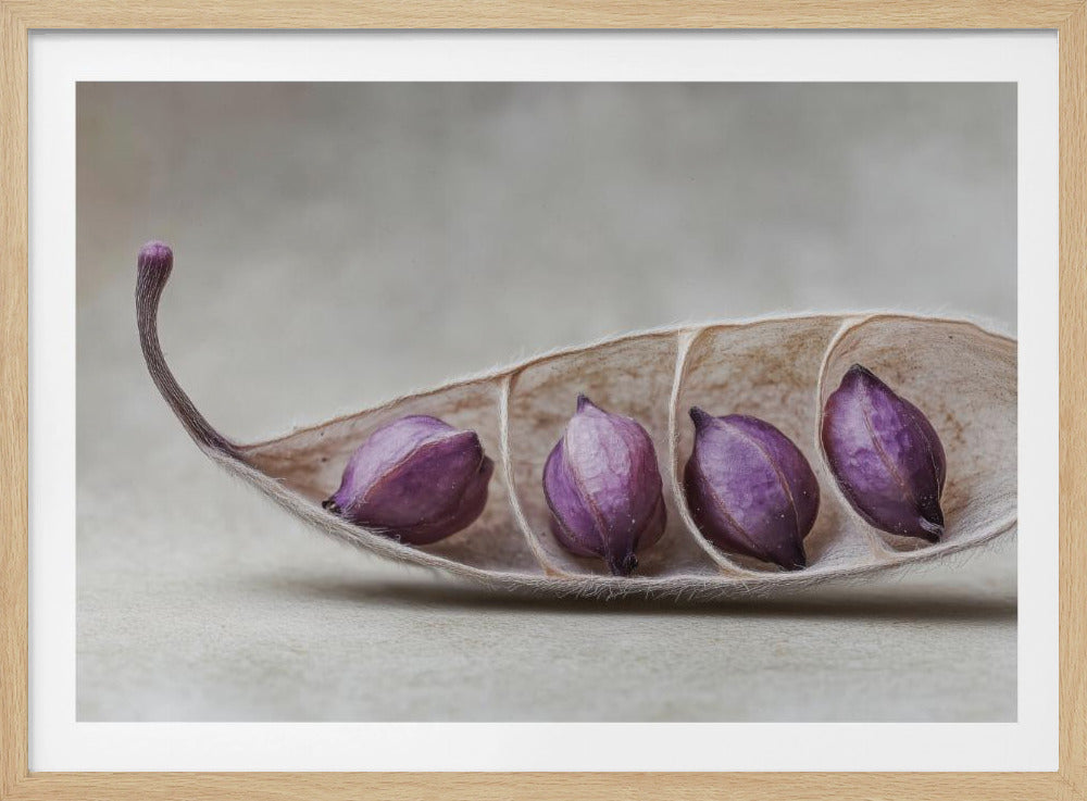 Lila Pod Harmonie | Poster