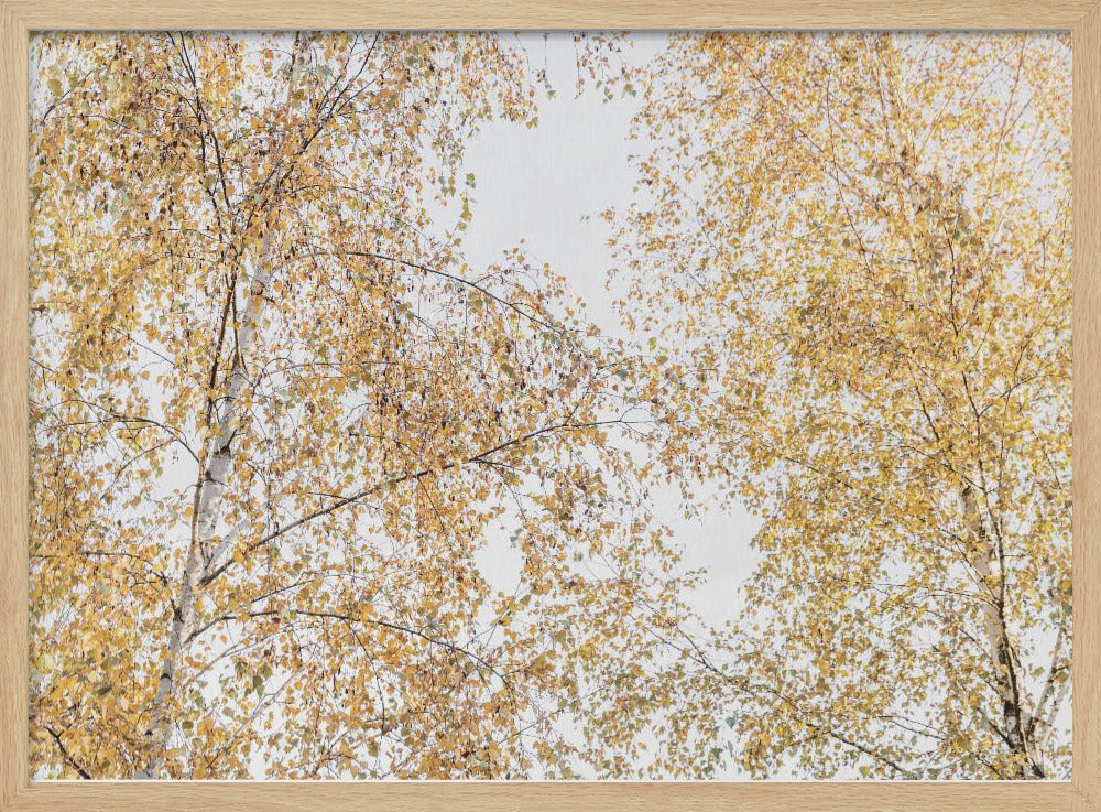 Birken | Poster