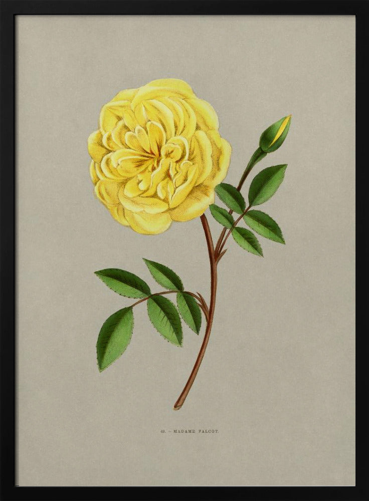 Rose Madame Falcot | Poster
