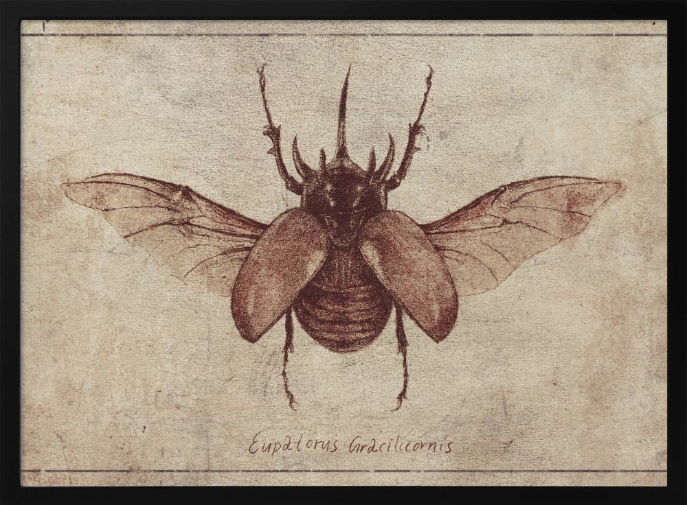 Eupatorus Gracilicornis Kopie | Poster