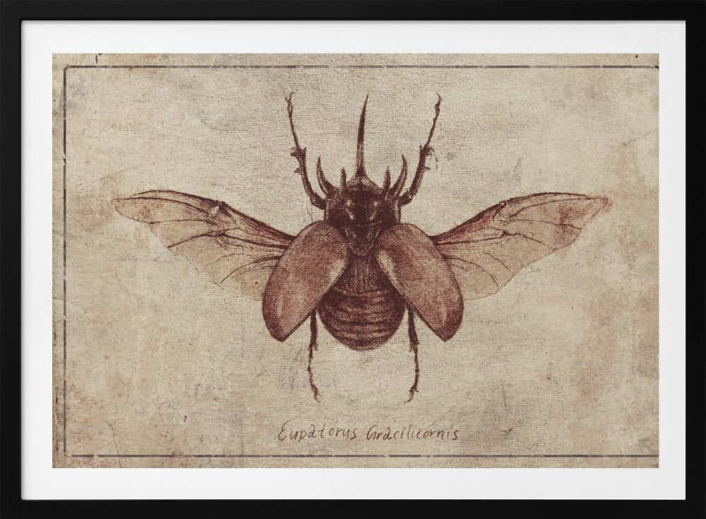 Eupatorus Gracilicornis Kopie | Poster